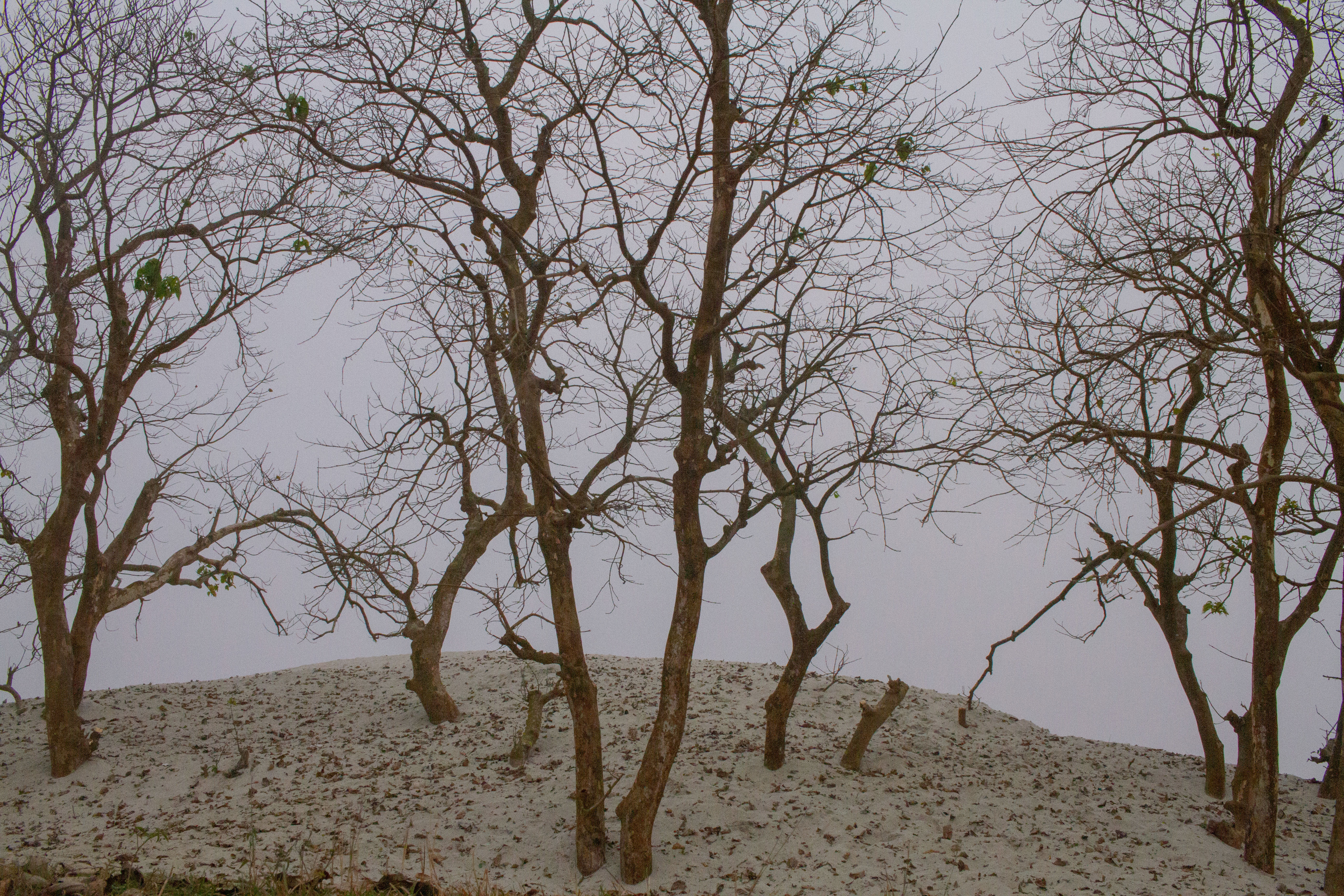 The trees stood still, in silent lament, their roots whispered low to the earth, forsaken, as if calling for a song, lost in time’s wind— a melody gone, yet never forgotten.